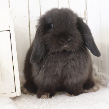 animal_image