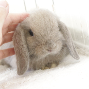 animal_image