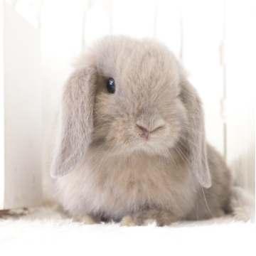 animal_image