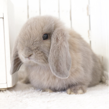 animal_image