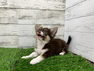 animal_image