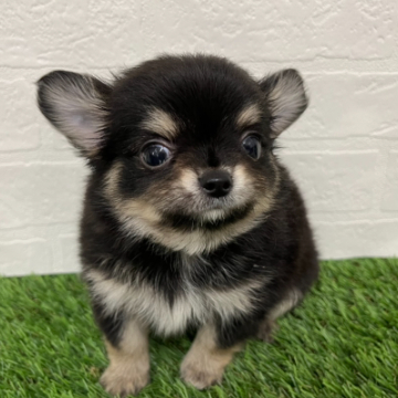animal_image