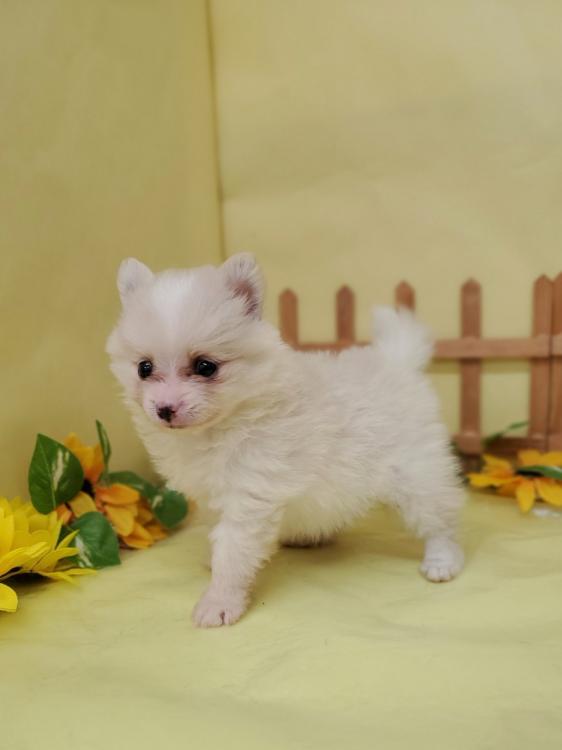 animal_image