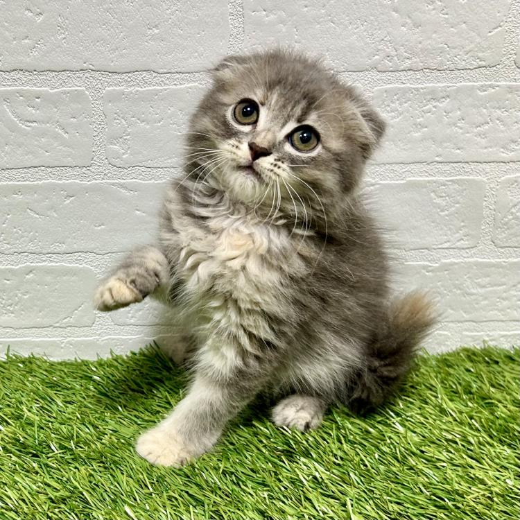 animal_image