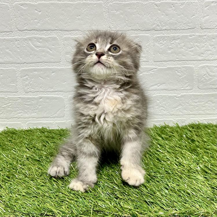 animal_image