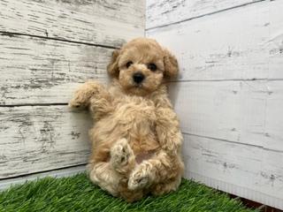 animal_image