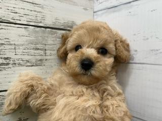 animal_image
