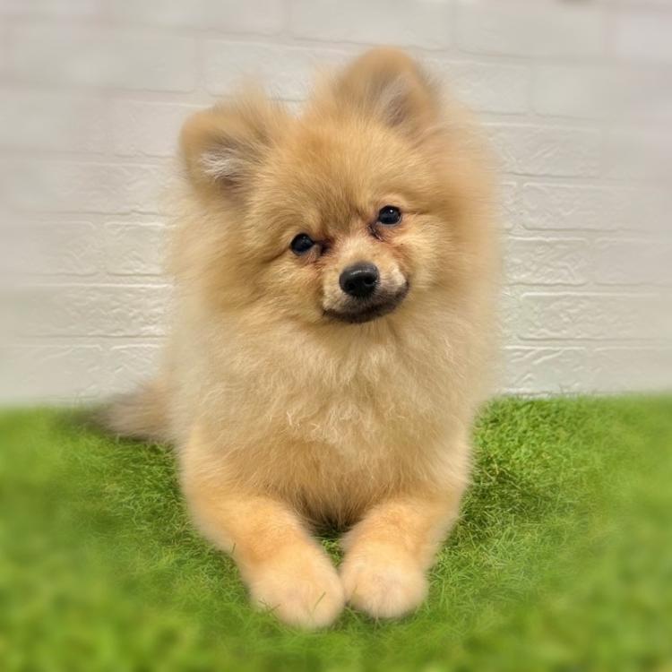 animal_image