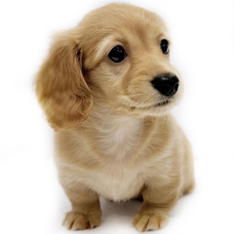 animal_image
