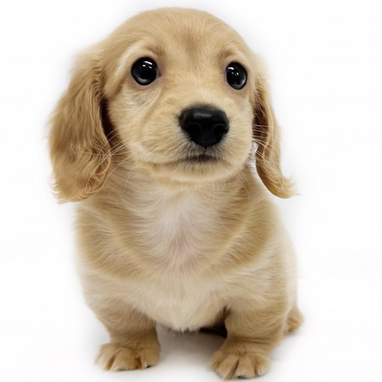 animal_image