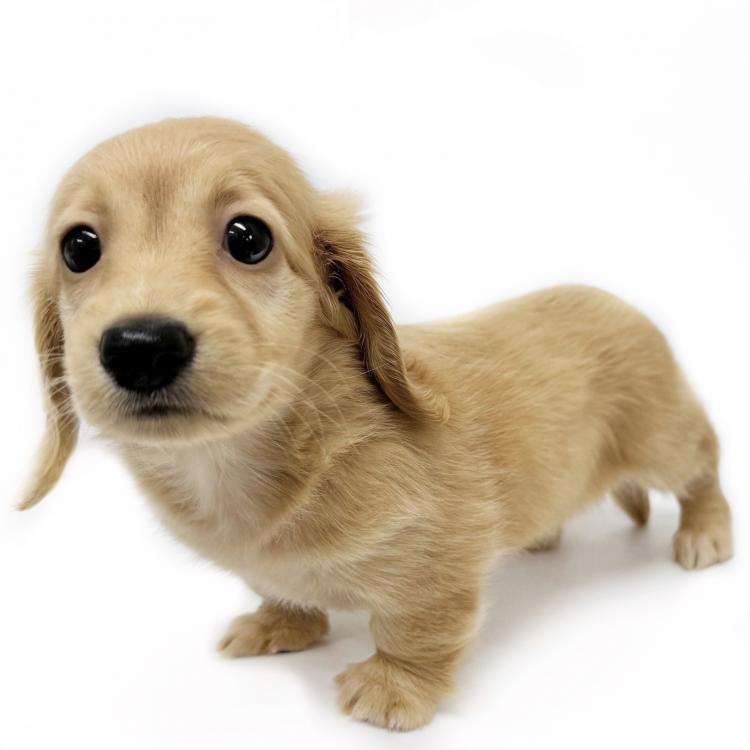 animal_image