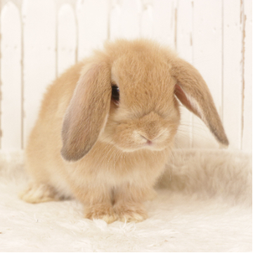 animal_image