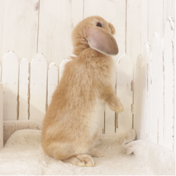animal_image