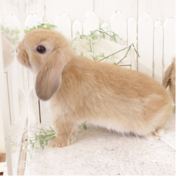 animal_image