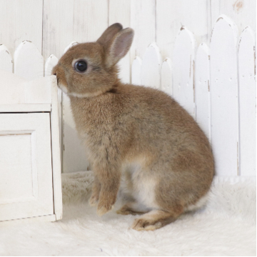 animal_image