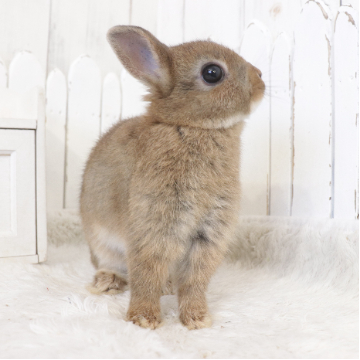 animal_image