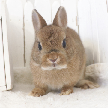 animal_image