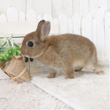 animal_image