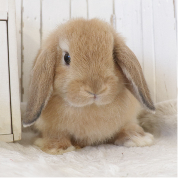animal_image