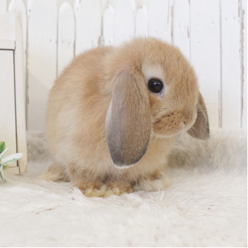 animal_image