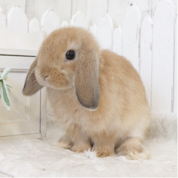 animal_image