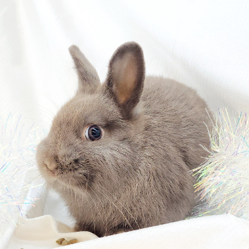 animal_image