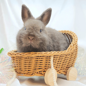 animal_image