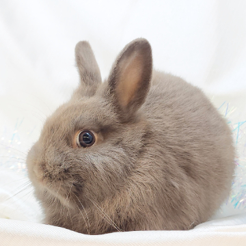 animal_image