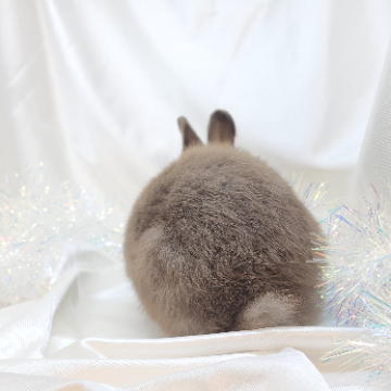 animal_image