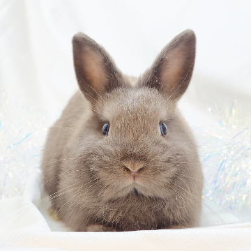 animal_image