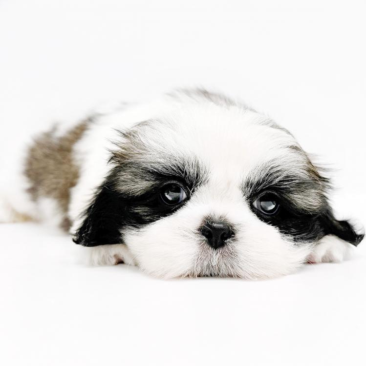 animal_image