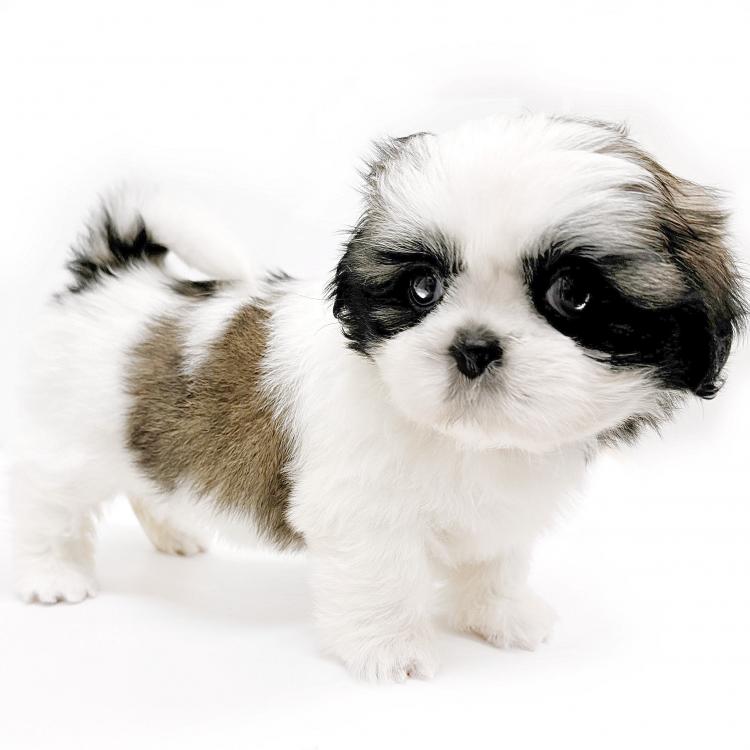 animal_image