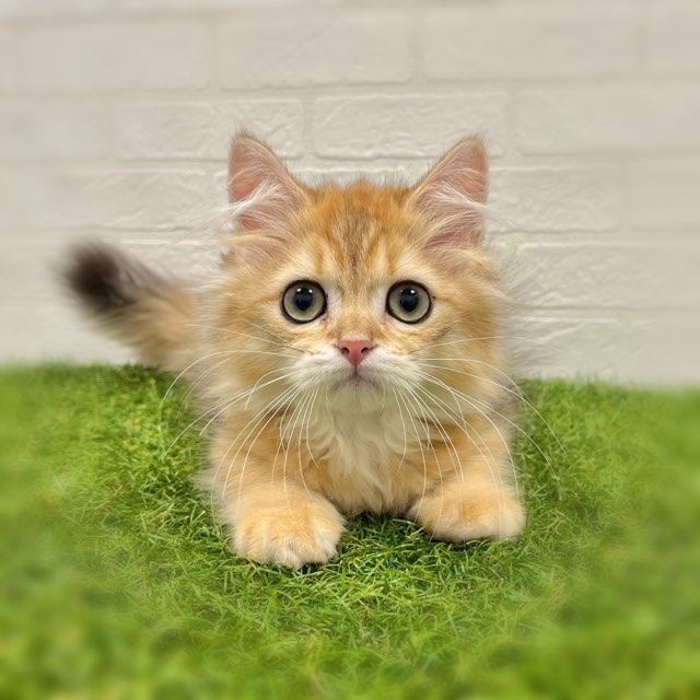 animal_image