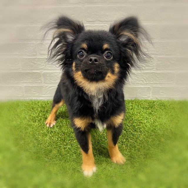 animal_image