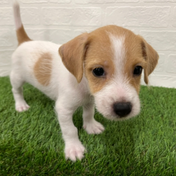 ワンニャンハウス 葛西店のジャック・ラッセル・テリア392146001506325