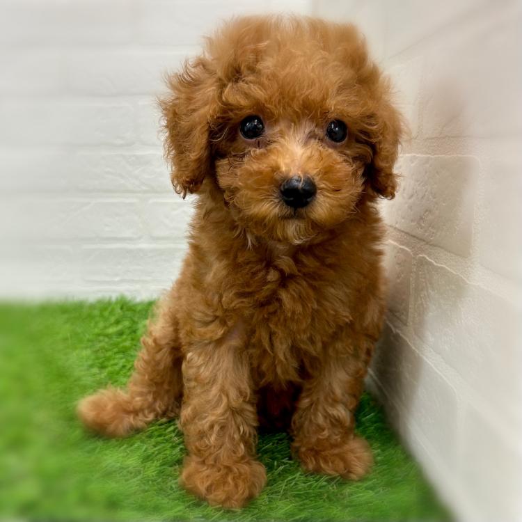 animal_image