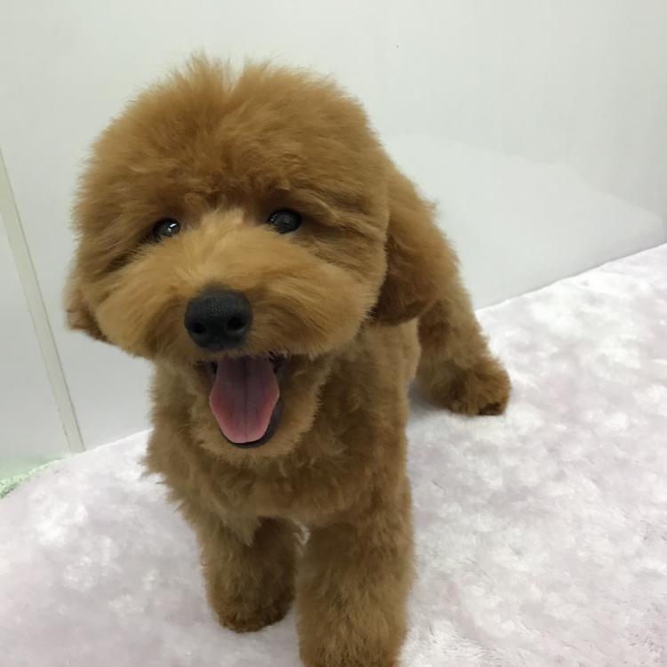 animal_image