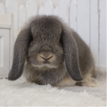 animal_image