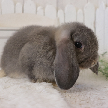 animal_image