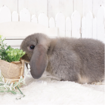 animal_image