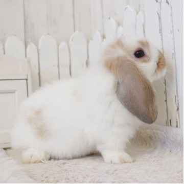 animal_image