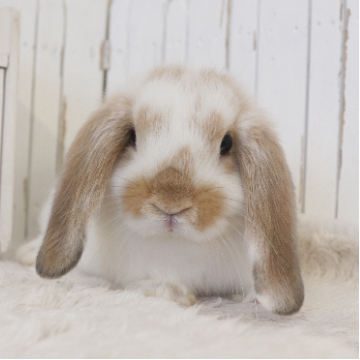 animal_image