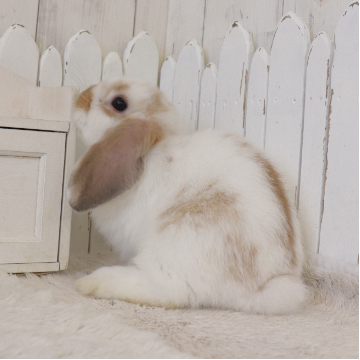 animal_image