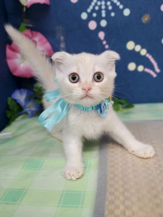 animal_image
