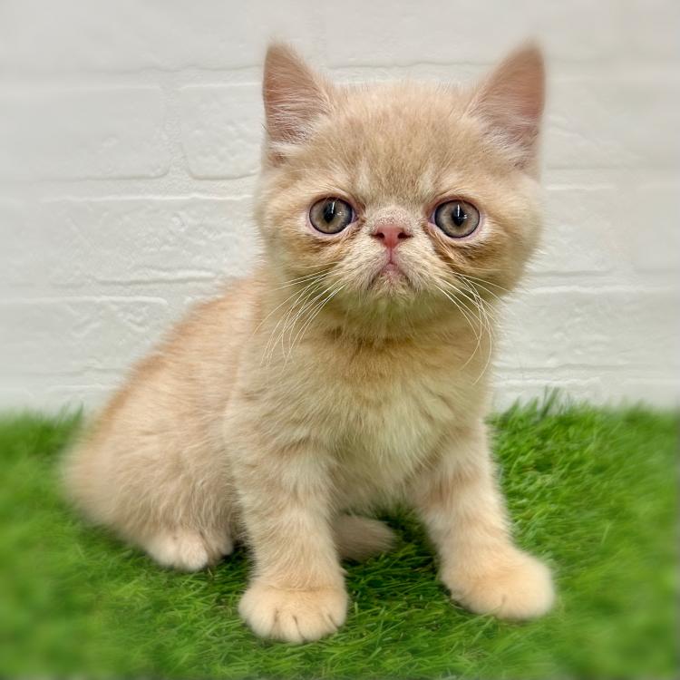 animal_image
