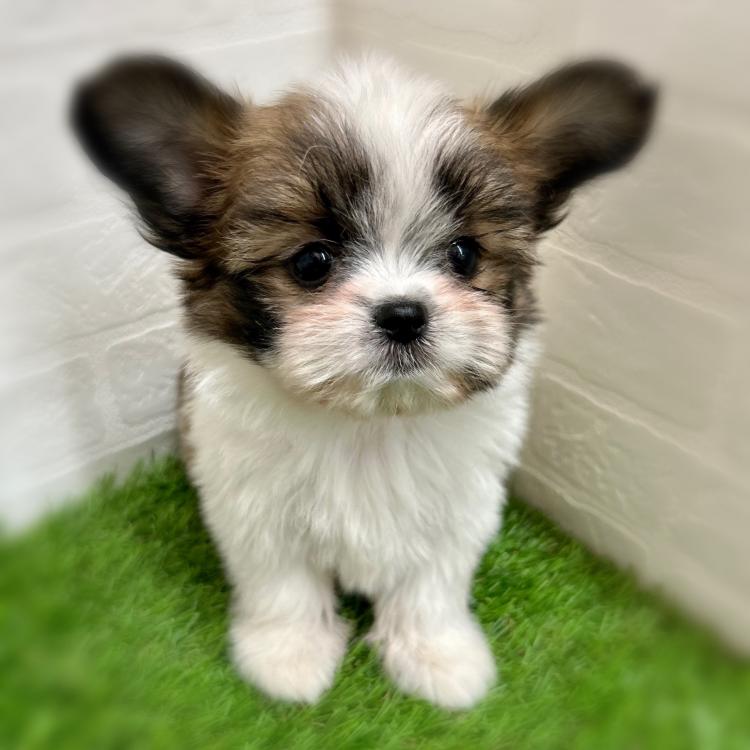 animal_image