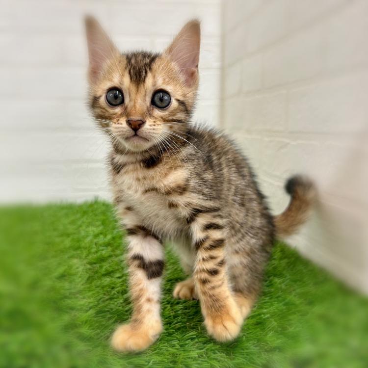 animal_image