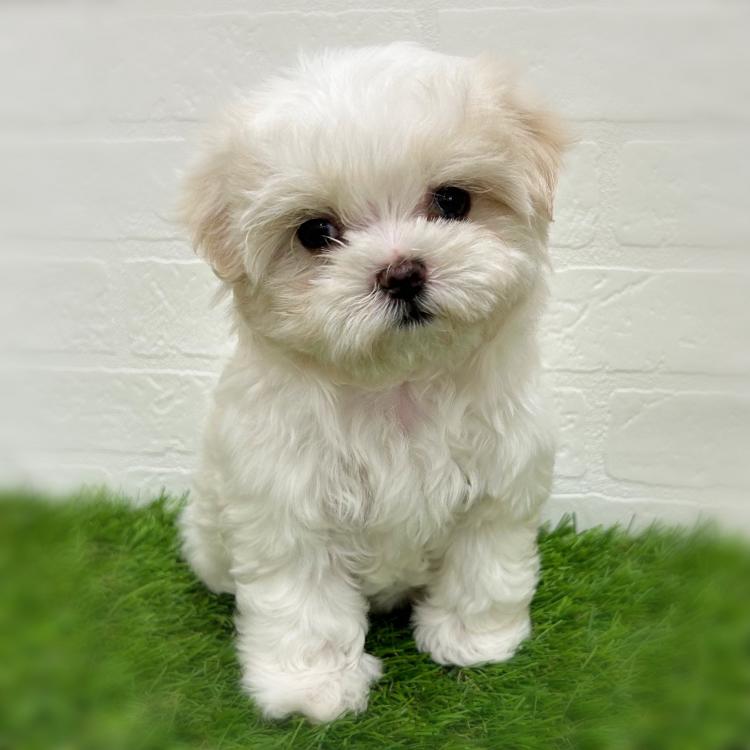 animal_image