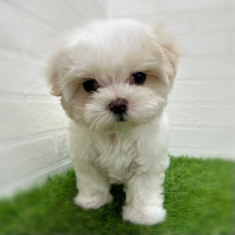 animal_image