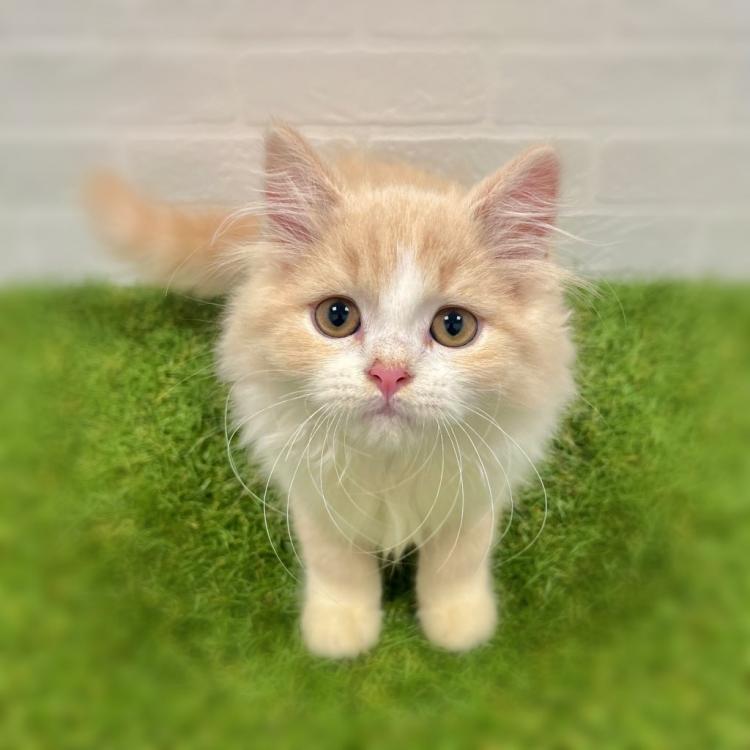 animal_image